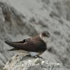 Sand Martin